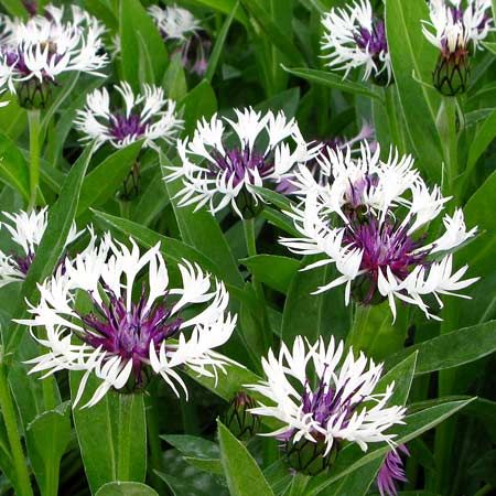 Превью изображения