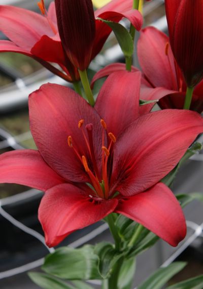 Превью изображения