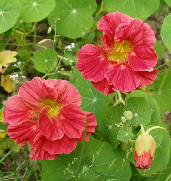 Превью изображения