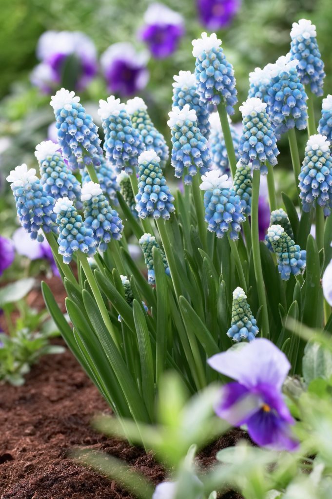 Превью изображения