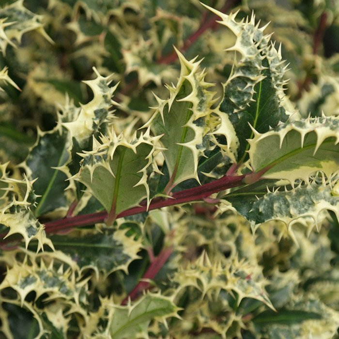 Превью изображения