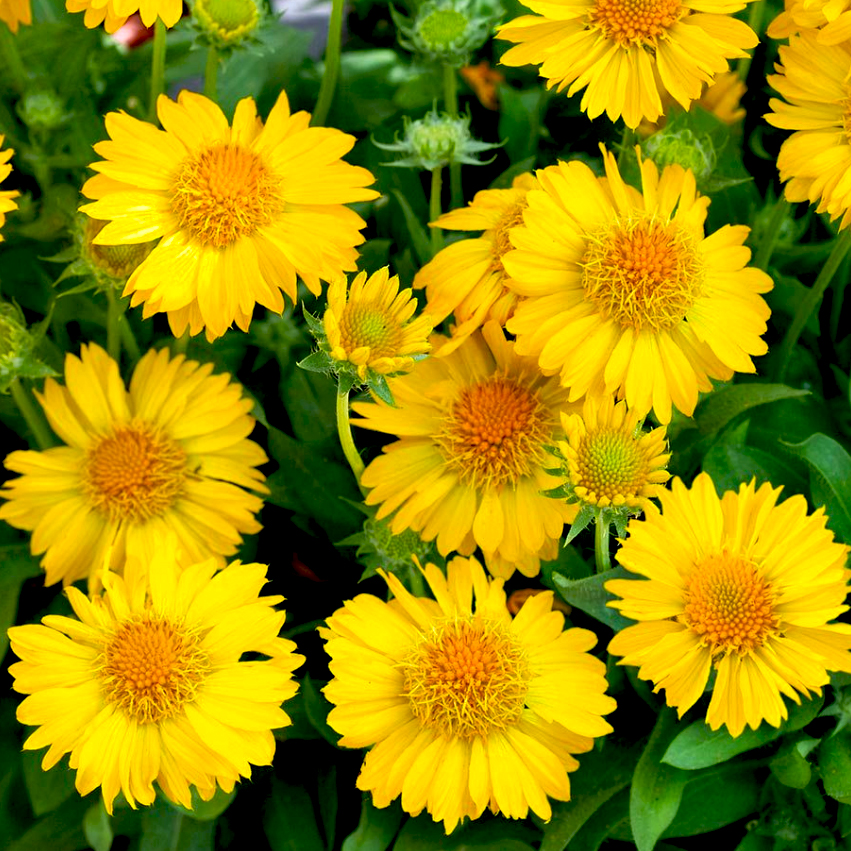 Превью изображения