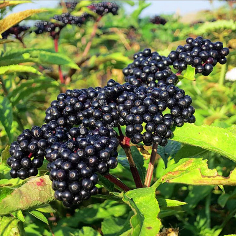 Превью изображения