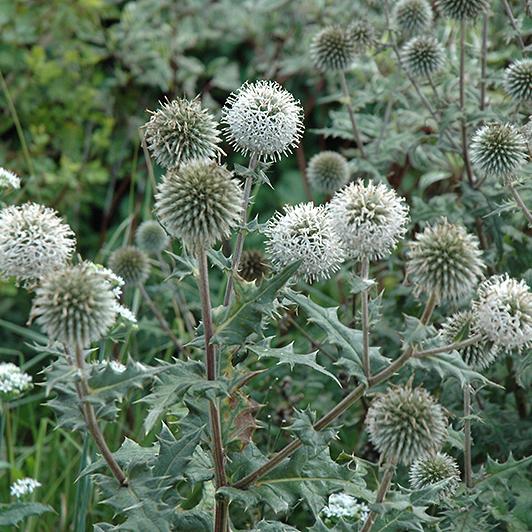 Превью изображения