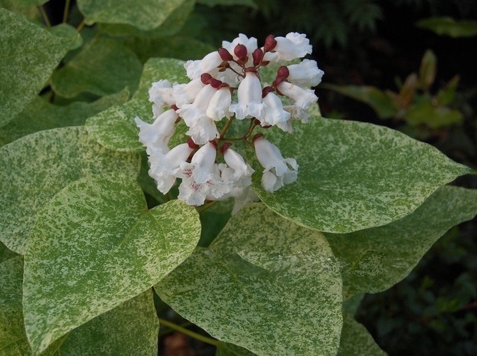 Превью изображения