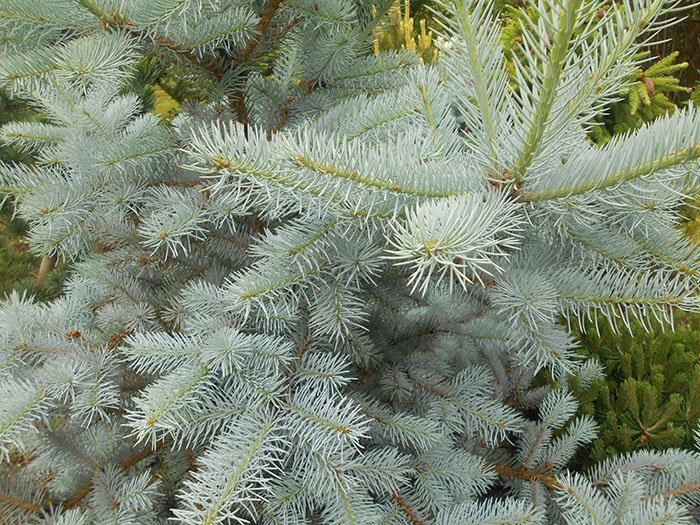 Превью изображения