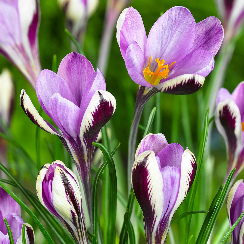 Превью изображения