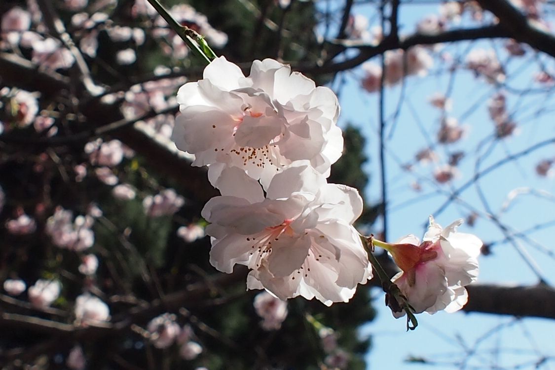 Превью изображения