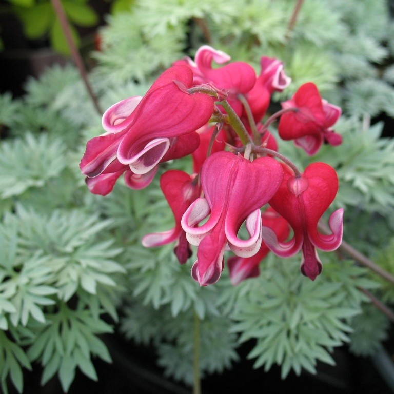 Превью изображения