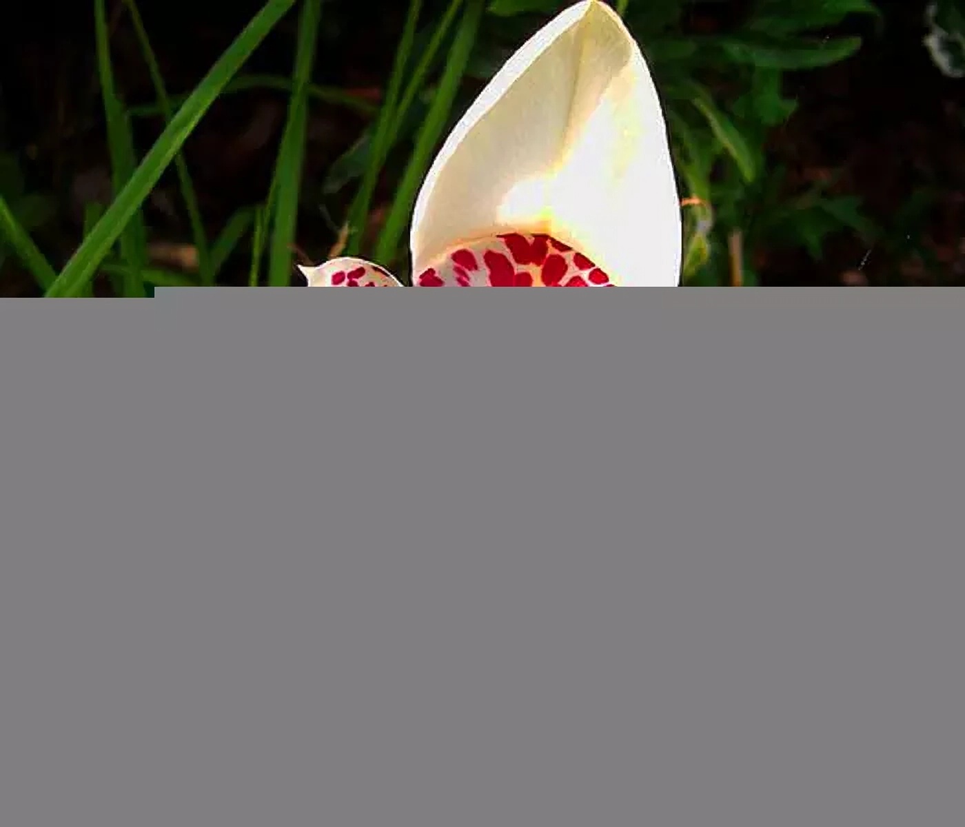 Превью изображения