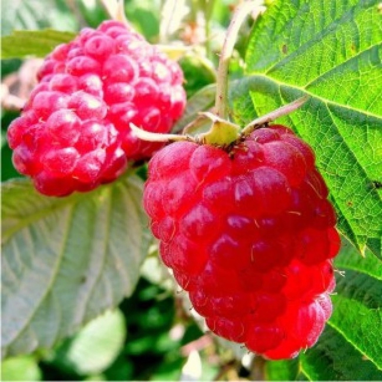 Превью изображения