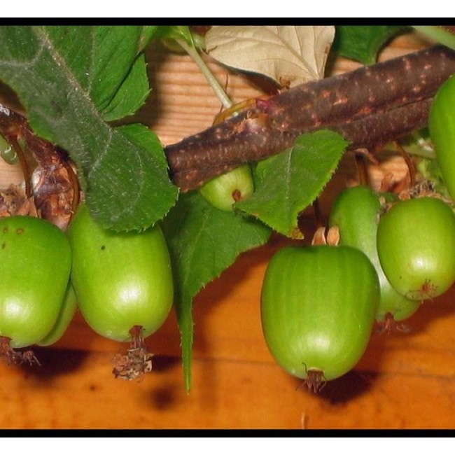 Превью изображения