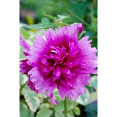 Превью изображения