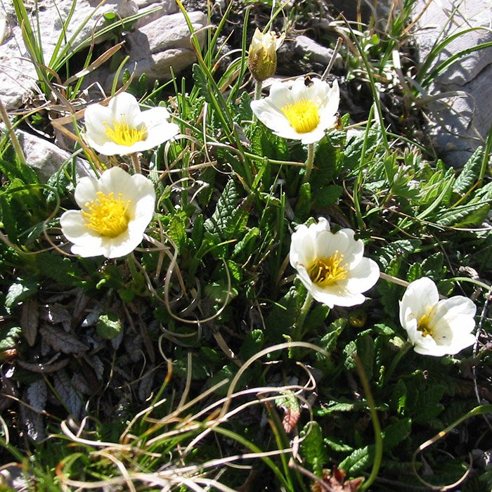 Превью изображения