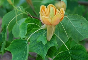 Превью изображения