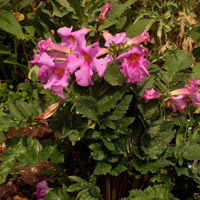 Превью изображения