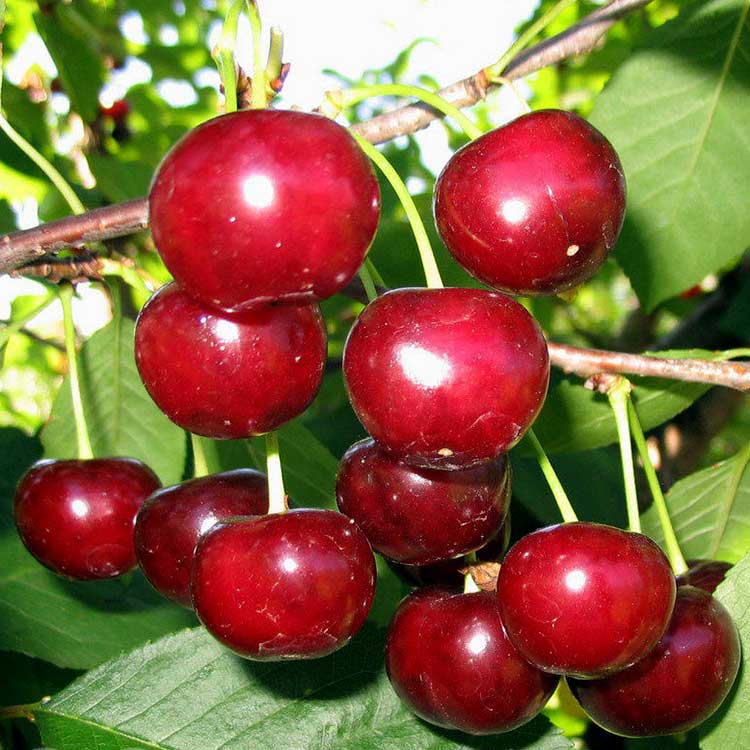 Превью изображения