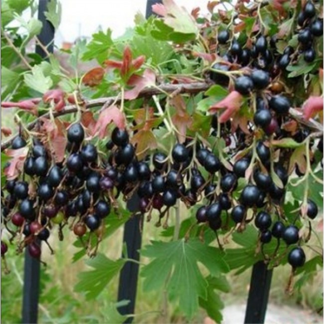 Превью изображения