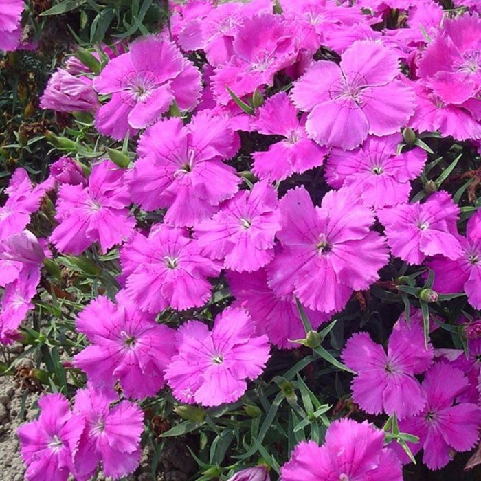 Превью изображения