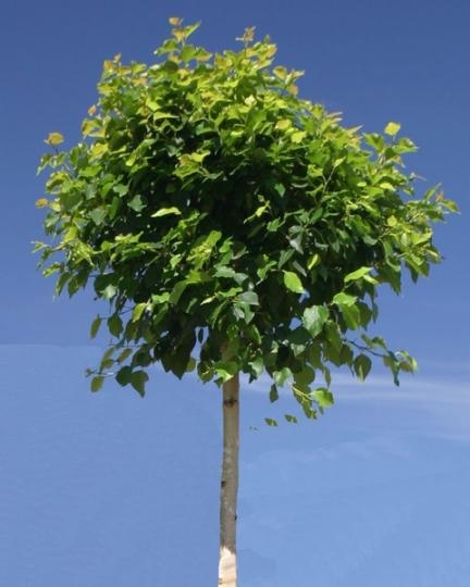 Превью изображения