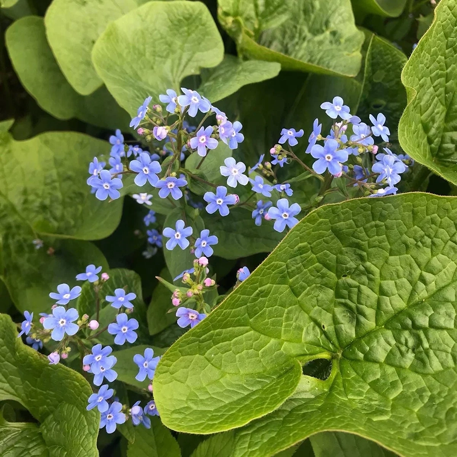 Превью изображения