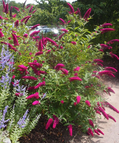 Превью изображения