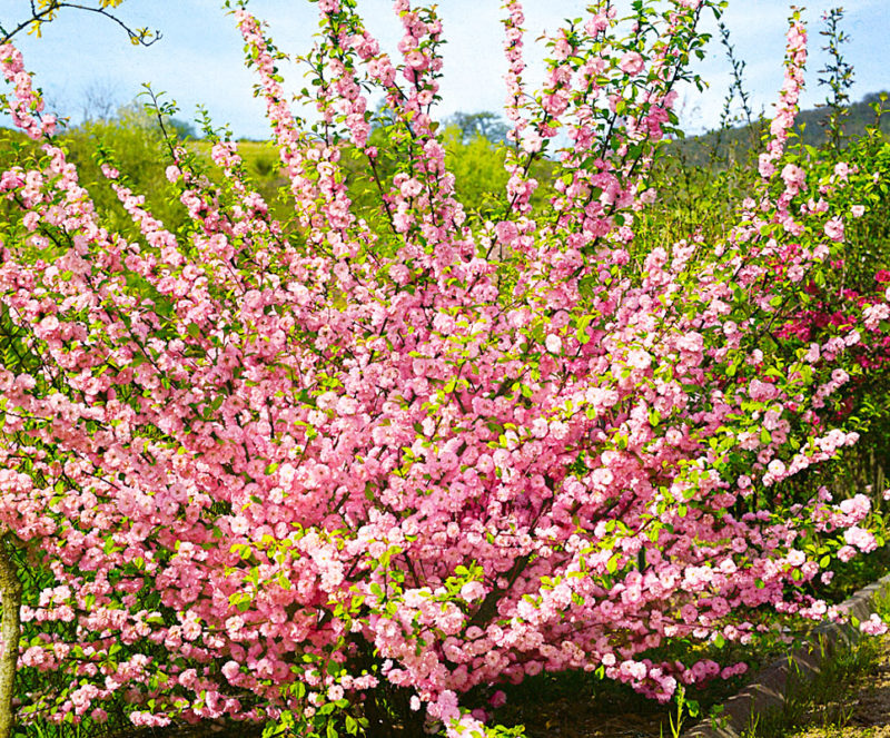 Превью изображения