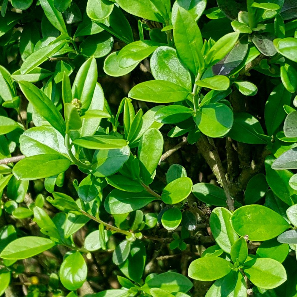 Превью изображения