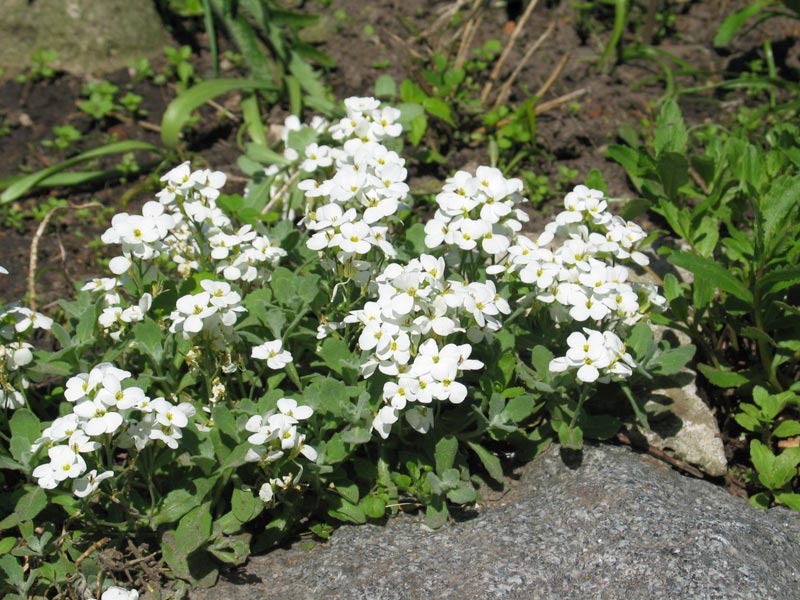 Превью изображения