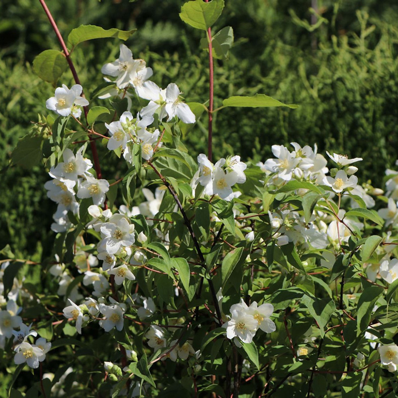 Превью изображения