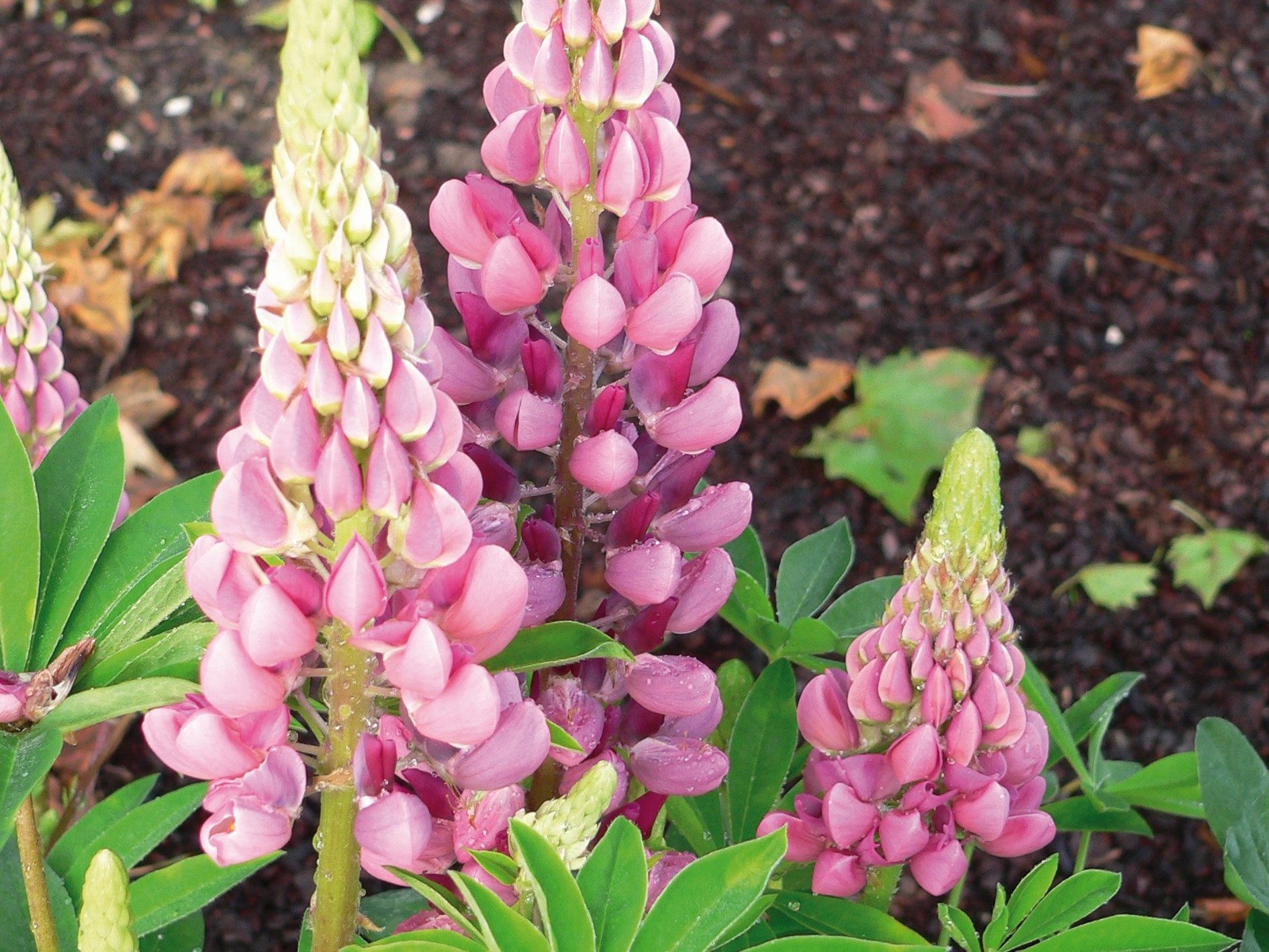 Превью изображения