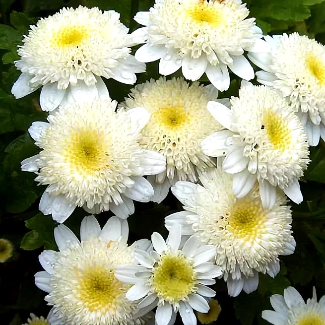 Превью изображения