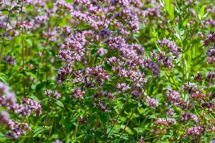 Превью изображения