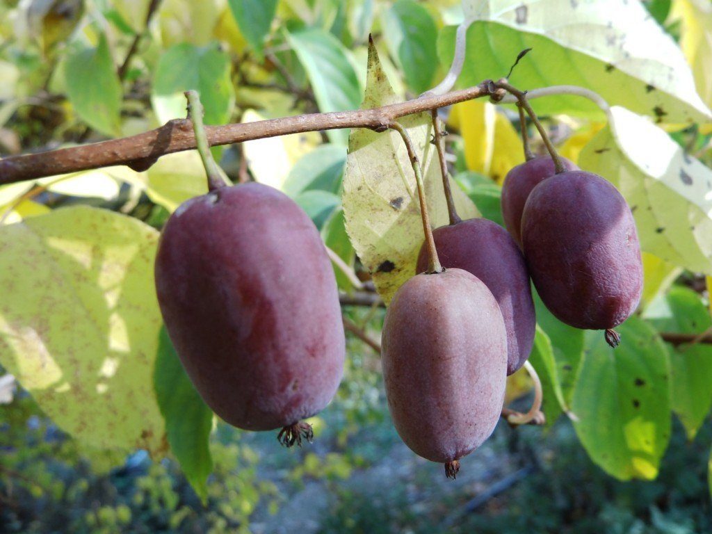 Превью изображения