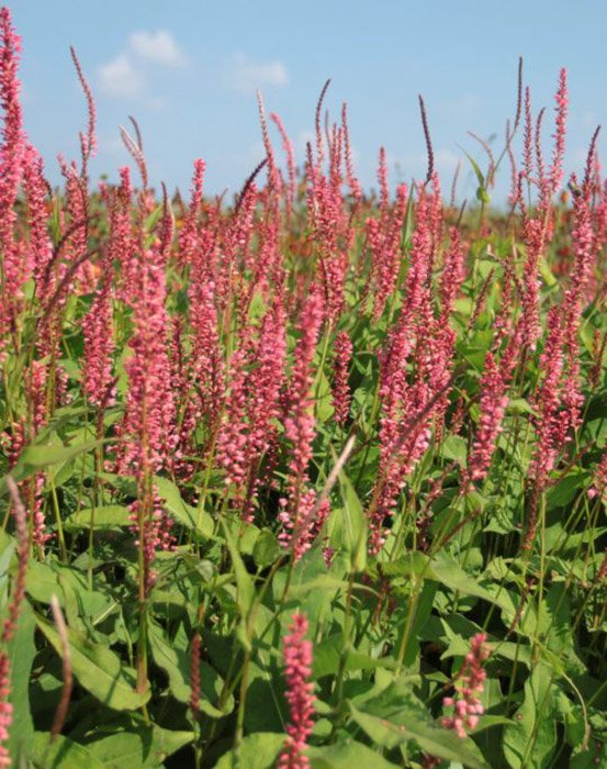 Превью изображения