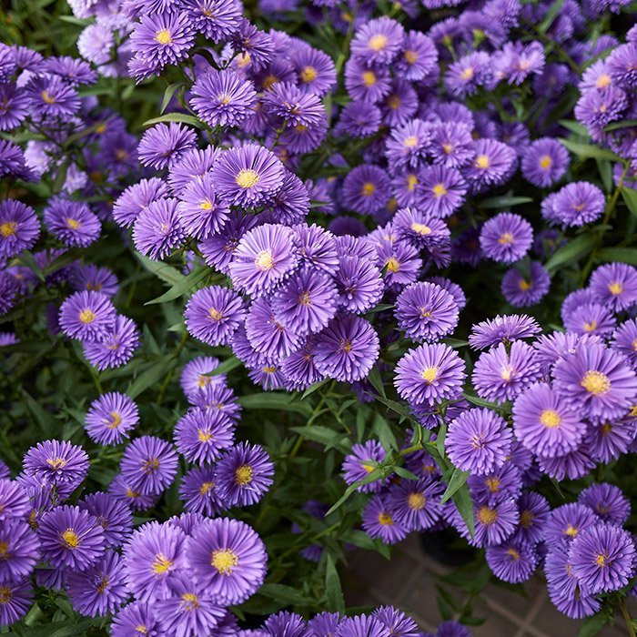 Превью изображения