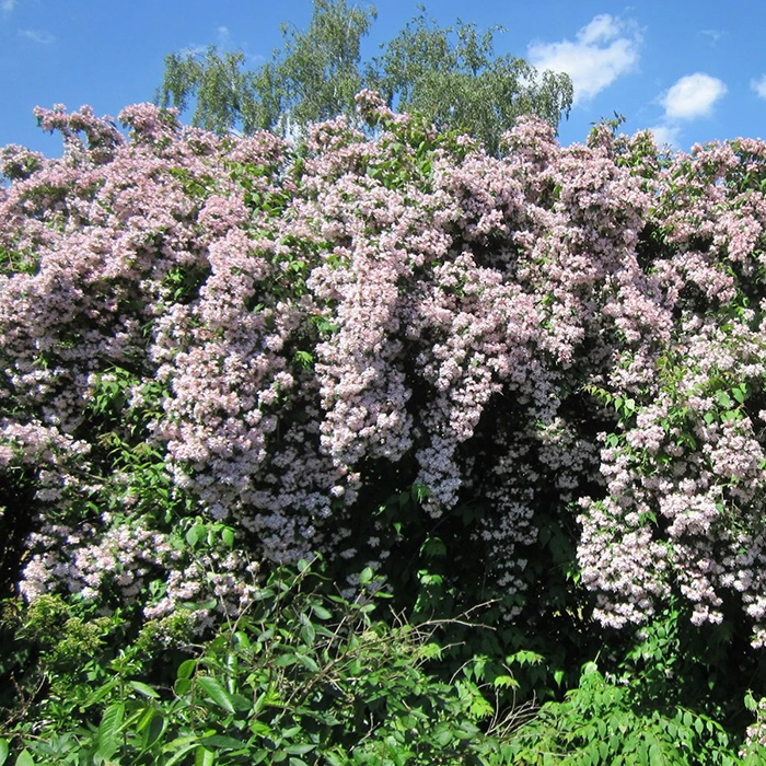 Превью изображения