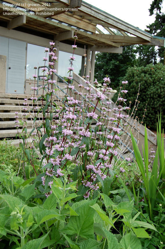 Превью изображения