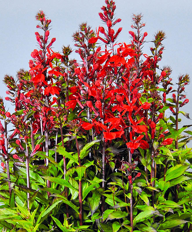 Превью изображения