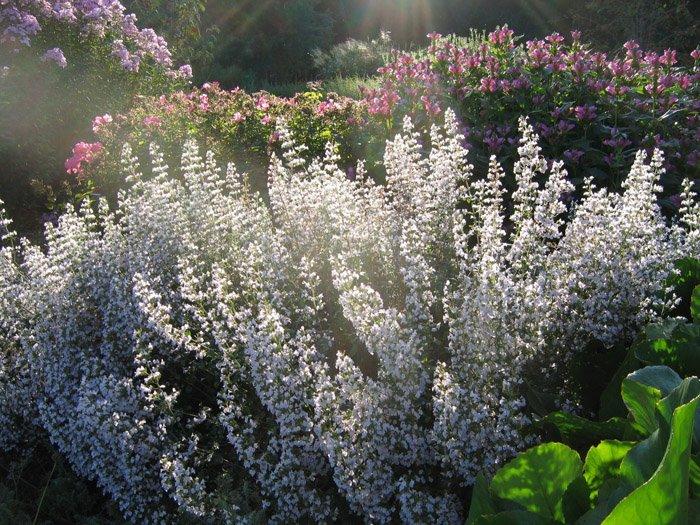 Превью изображения