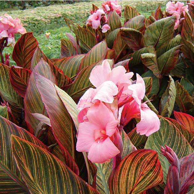 Превью изображения