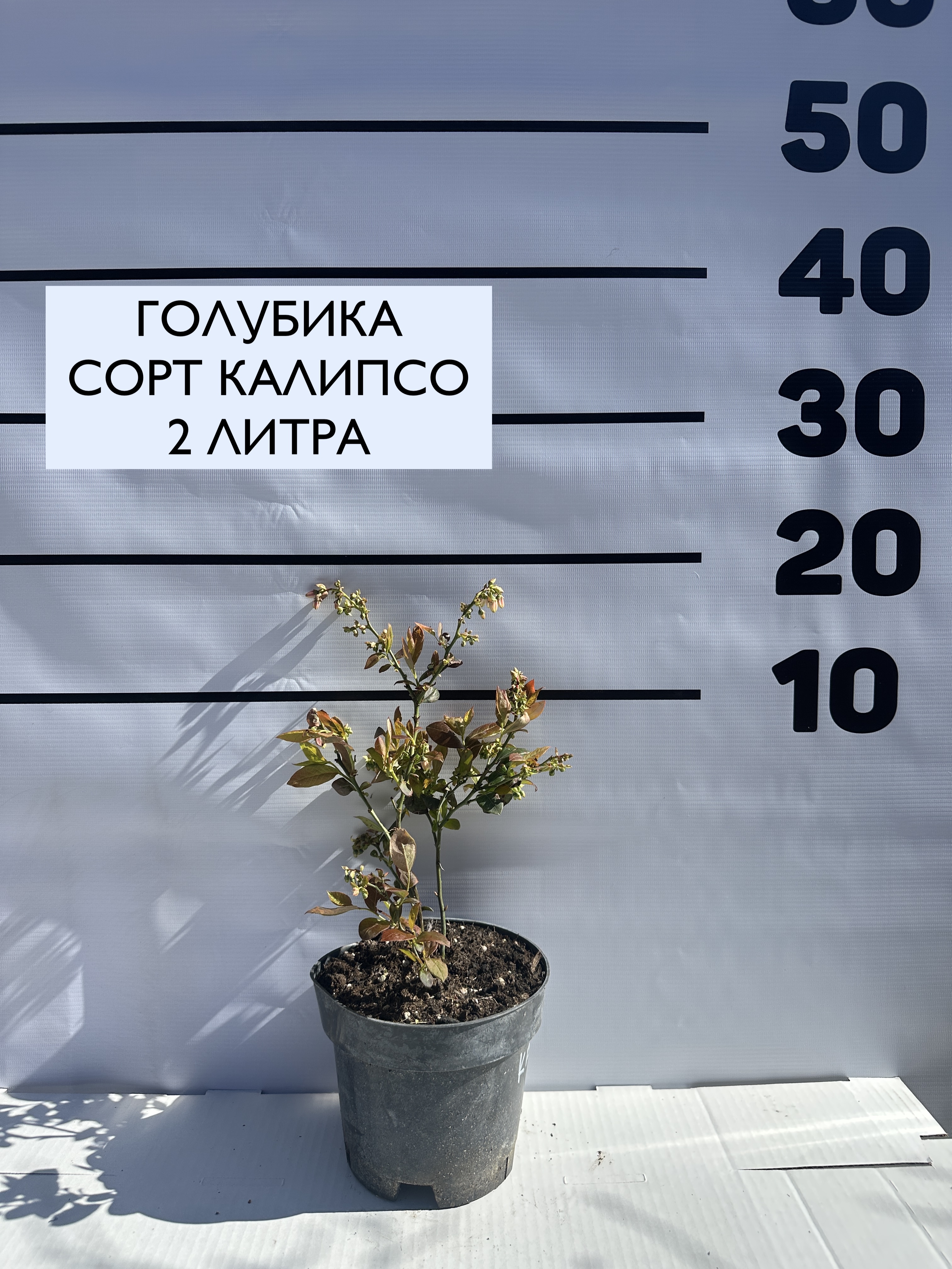 Превью изображения
