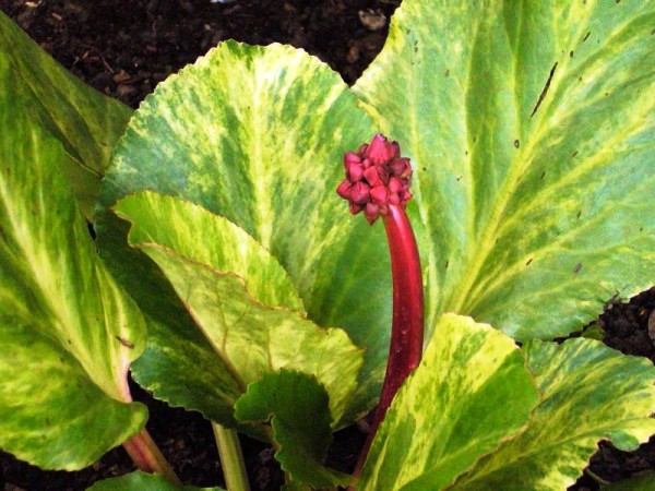 Превью изображения