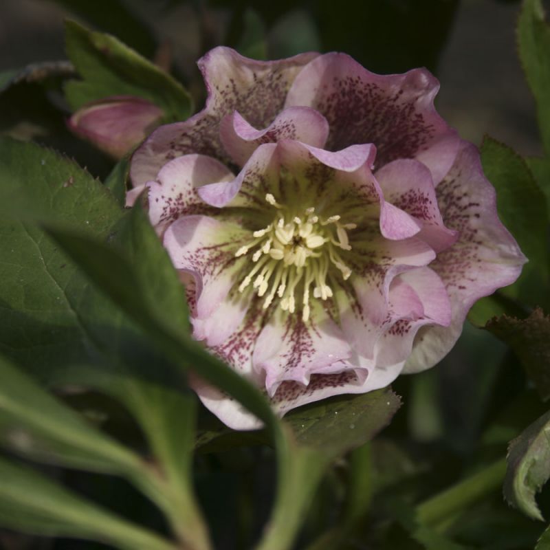 Превью изображения