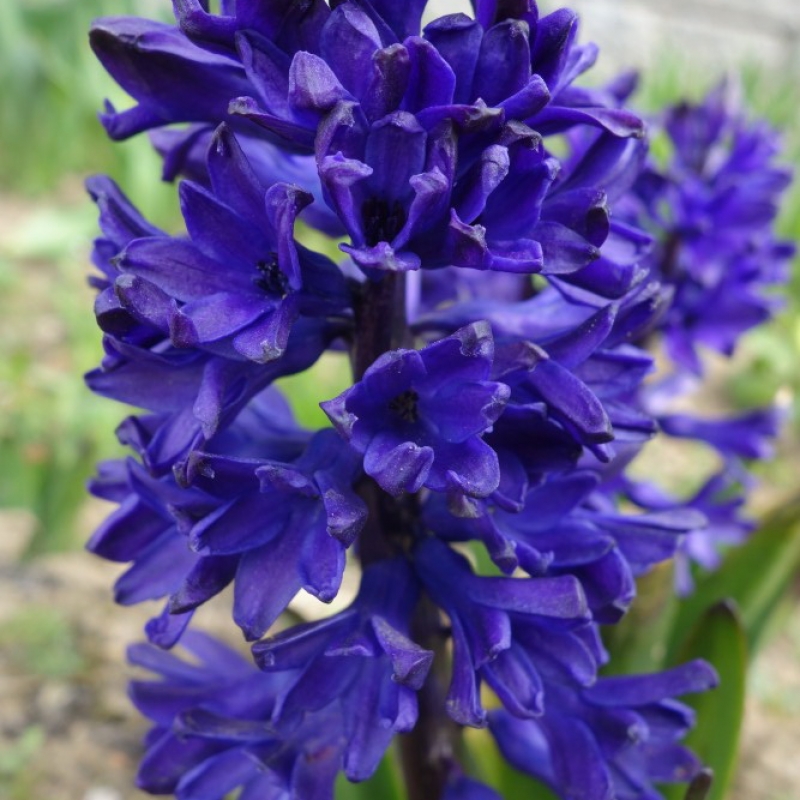 Превью изображения