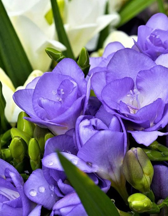 Превью изображения