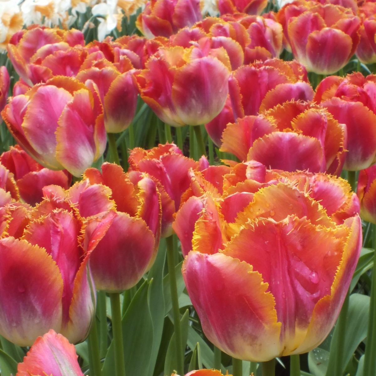 Превью изображения