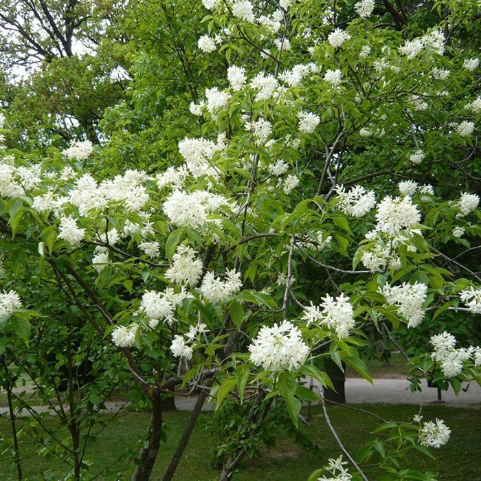 Превью изображения