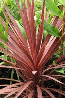 Превью изображения