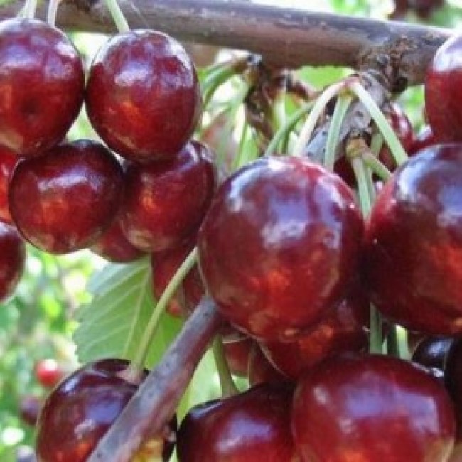 Превью изображения